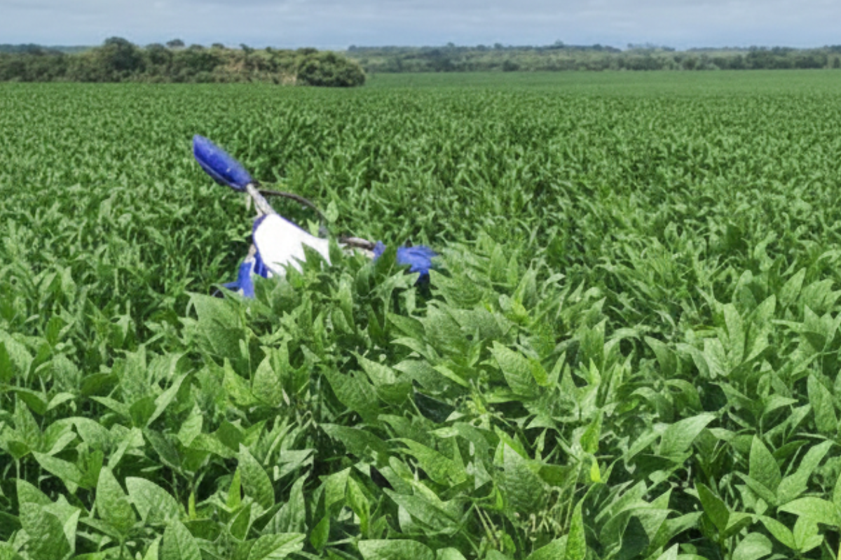 Prylom Agronegócios